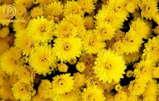 Khám phá những ý nghĩa tuyệt vời của loài hoa cúc vàng