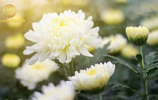 Ý nghĩa hoa cúc trắng trong đám tang chính xác nhất